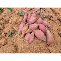 해남 산이 꿀밤고구마 10kg 5kg 3kg 중 중상 1박스 생산자 산지 직송, 중상 10kg (개당 60g~120g)