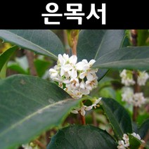 은목서 나무 묘목 삽목2년 뿌리묘 5개/정원/공원/조경수