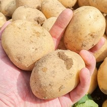 수미감자 알감자 조림 포슬 감자 3kg 5kg 10kg, 수미감자(대사이즈) 3kg