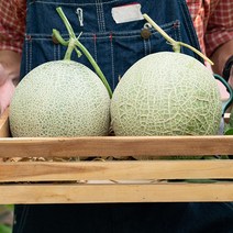 영화농산 영화청과 특급 멜론 2kg 가격 허니듀 머스크 시세, 녹색, 상세페이지 별도표기