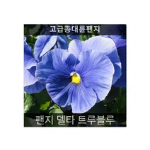 팬지 델타 트루블루 10립/식용꽃씨/화단용꽃씨/씨앗