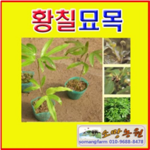 (G소망)황칠나무묘목(2년생 포트) 3그루