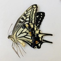 오리지널 나비 진짜 표본 날개 펴지 않은 곤충 나비목 과학 교육 수제 DIY 홈장식 홈데코 동상, 4