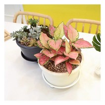 [플라팜] 화담 모둠화분 인테리어화분 낮은화분(소2호), 선택:모둠화분 소2호 다크그레이