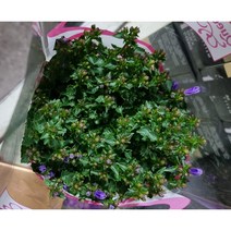 캄파놀라 12