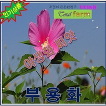 RA/야생화 씨앗/ 부용화 /씨앗 100립