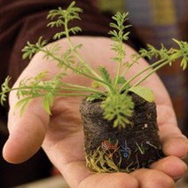 지피펠렛 44mm x 10개입, 지피펠렛44mm=10개