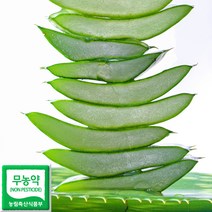 생알로에 5kg 사포나리아 친환경 식용알로에 생잎 산지직송 당일수확