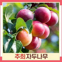 자두나무 묘목 추희(추휘) R5cm 결실주(분) 1개