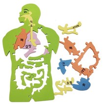 사람 장기 구조 인체모형 퍼즐 집콕과학 실습수업 학습완구 교육기관 체험