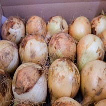 [정가농장] 22년 무안양파 햇양파 3KG/5KG, 1박스, 22년 청년농부 정경석 햇양파 소 3KG