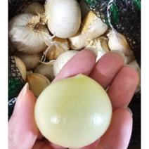 산지직송 국내산 코끼리 마늘 1kg 코끼리마늘종자 코끼리마늘 코끼리통마늘 마늘 코끼리마늘판매 코끼리마늘햇마늘 씨마늘 대왕마늘 코끼리마늘종자씨, 1개