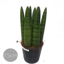 도도팜 아이비 나무 스킨답서스 행운목 개운죽 풍란 행운목 테이블야자 호야 몬스테라 산호수 율마 천냥금 오렌지자스민 수퍼바 산세베리아 금전수 스파트필럼 스투키 문샤인 남천 고무나무, 48. 본쉘 스투키15cm 1개