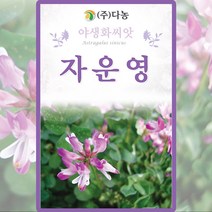 자운영 씨앗 자운영 씨 야생화 꽃 종자 2g