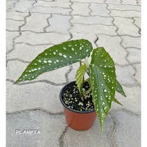 베고니아 소요카제 공기정화식물 (소품)
