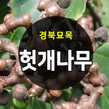 [경북농원] 헛개나무묘목 약용수 상묘