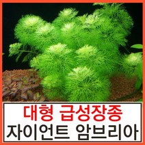 수초하우스) 자이언트암브리아(급성장종) 수초, 20줄기