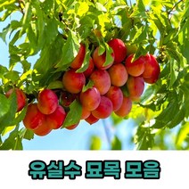 유실수 과실수 과일나무 묘목 모음, 마도카백도접목묘