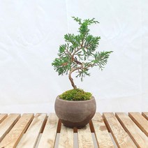 미니 향나무 사어천 진백 도자기 분재 나무 책상 화분 축하 선물