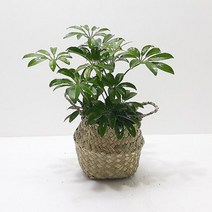 홍콩야자(소) 해초바구니 관엽식물 실내인테리어식물, 단품, 1개
