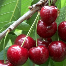 같이가치농원 체리나무 자가수정 (라핀) R3-4 전후 결실주 분, 1개