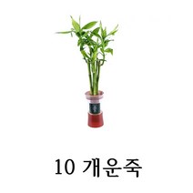 와이디무역 수경재배 실내공기정화식물 10종 물만 주시면 됩니다. 개업 축하 돌잔치 선물, 10_개운죽(5대/화분/색상랜덤)