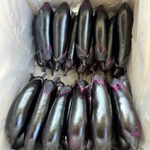 김해농부 국내산 무수정가지 특 8개입 / 국산 가지