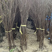 흰앵두나무(하얀앵두나무)묘목 접목 1년생