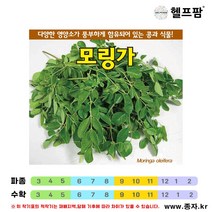 아시아종묘/모링가씨앗종자 모링가 (5g-약15립)