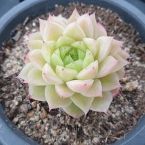 [수암다육] 멜로망스 랜덤발송 Echeveria 'MeloMance' 다육 다육이 다육식물 442