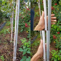 자작나무 잭큐몬티 포트묘 가림원예조경, 1개