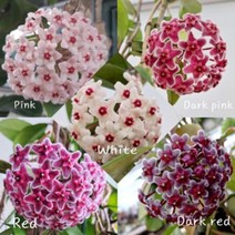 호야 카노사5종 특대품 행잉플랜트 키우기쉬운식물, 3. 다크핑크