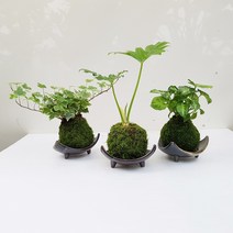 도자기랑나무랑 이끼볼 수태볼 반려식물 실내화초 가습 수경식물, 1개, 이끼볼3종(싱고니움+셀렘+아이비)