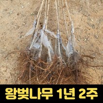 왕벚나무 1년생 2주 아미노가와 벚나무묘목 흰꽃