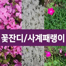 [나무의모든것] 꽃잔디 홍솔 백솔 사계패랭이 50포트 판매, 꽃잔디(홍솔) 50포트, 1개