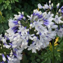 아가판서스(트위스터)숙근(2개묶음)모종/dd2411