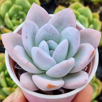 인기만점 다육이 모아보기, 1번-트럼소, 1개
