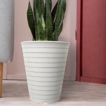 40cm 큰 화분 높은 식물 산세베리아 타이거하니 여인초 키우기, 그린