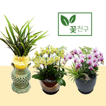 꽃친구 동양란 서양란 승진 취임 영전 축하 화분 만천홍 호접란, 철골소심