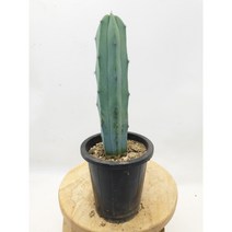 용신목 중품 높이15-25cm 굵기 3-4cm 학교수업 다육이키우기