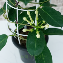 도희씨네 정원>> 상큼한 자스민 꽃향 마다가스카 넝쿨 자스민 270, 1개” class=”wr-img”></a></div></p></div></p></div></p></div><div class=