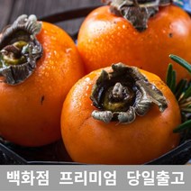[특 등급 선별] 단감 10kg 과일 감 과일선물 부모님선물 싱싱한 직송 산지 백화점 추천 단감 감효능 홍시효능 대봉시 떫은감 대봉홍시 대봉감가격 둥시감 대봉감홍시 씨없는단감
