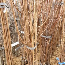 왕자두 묘목 1주 접목1년, 쿠팡 블루스토어 본상품선택