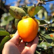 22년 제철 햇 대봉감 5kg 10kg 15kg 산지직송, 10kg 36~40과