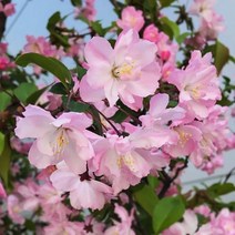 서부해당화 묘목 특묘