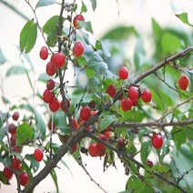 충주원예조경 / 이스라지(산앵두) / H0.8(80cm), 주