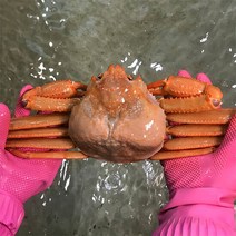 [울진홍게] 먼 바다조업 울진 후포 박달홍게 2kg(자숙/5-6마리), 단품