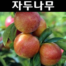자두/추희 나무 묘목 R4cm(분) 1개/유실수/과수