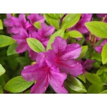 (활엽관목) 영산홍 자산홍 백철쭉 회양목 H0.6~0.7 분달이묘, 회양목 H0.6