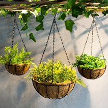 카페 인테리어 코코넛 야자수 화분, 중, 1개